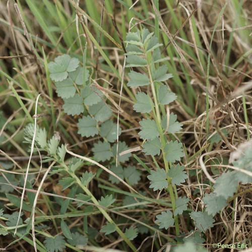 Petite Pimprenelle - Poterium sanguisorba subsp. sanguisorba