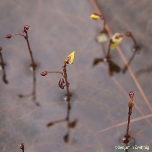 Petite utriculaire - Utricularia minor
