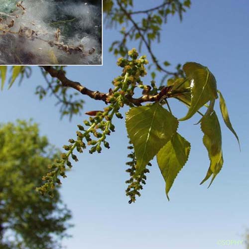 Peuplier noir - Populus nigra