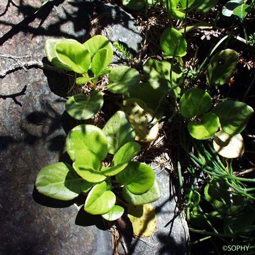 Pyrole à feuilles rondes - Pyrola rotundifolia var. rotundifolia