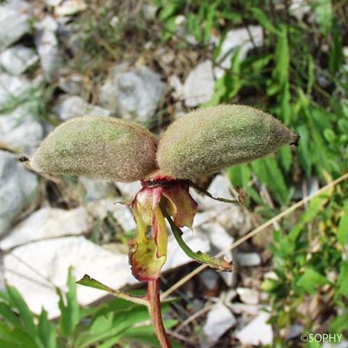 Pivoine de montagne - Paeonia officinalis subsp. microcarpa