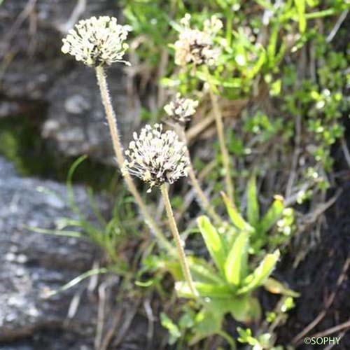 Plantain brun-verdâtre - Plantago atrata subsp. fuscescens