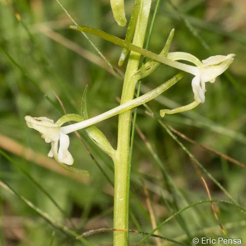 Platanthère à fleurs verdâtres - Platanthera chlorantha