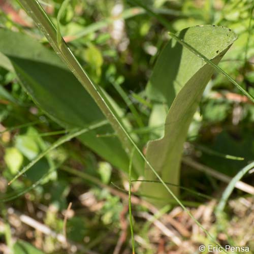 Platanthère à fleurs verdâtres - Platanthera chlorantha