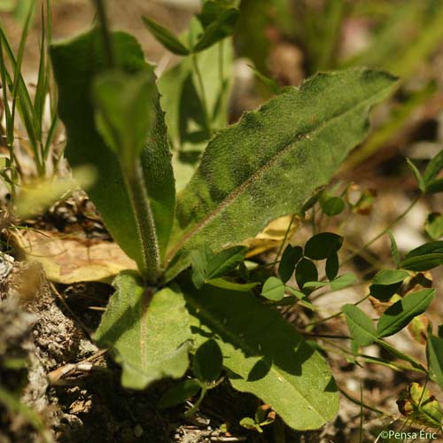 Porcelle tâchetée - Hypochaeris maculata
