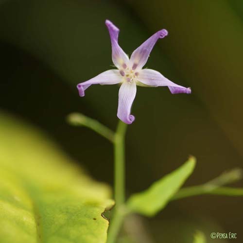 Prénanthe pourpre - Prenanthes purpurea