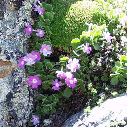 Primevère hérissée - Primula hirsuta