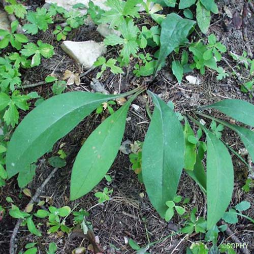 Pulmonaire molle - Pulmonaria × ovalis