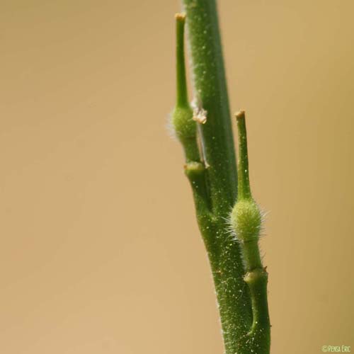 Rapistre rugueux - Rapistrum rugosum subsp. orientale