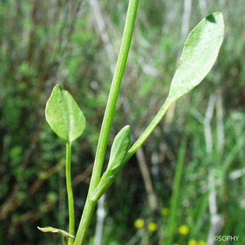 Renoncule à feuilles d'Ophioglosse - Ranunculus ophioglossifolius