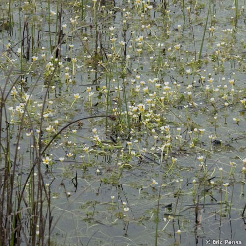 Renoncule aquatique - Ranunculus aquatilis