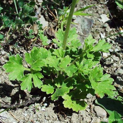 Renoncule de Montpellier - Ranunculus monspeliacus