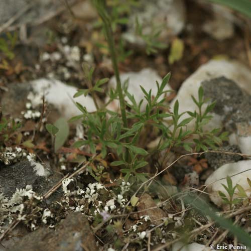 Renoncule des marais - Ranunculus paludosus