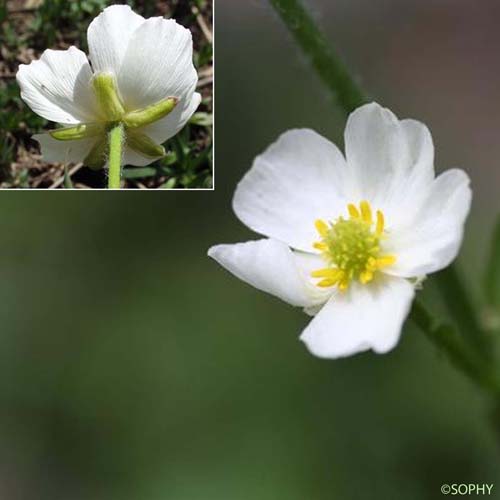 Renoncule des Pyrénées - Ranunculus pyrenaeus