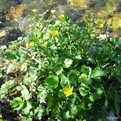 Renoncule rampante - Ranunculus repens