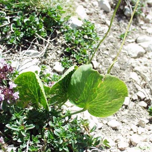 Renoncule Thora - Ranunculus thora