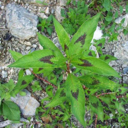 Renouée à feuilles d'Oseille - Persicaria lapathifolia