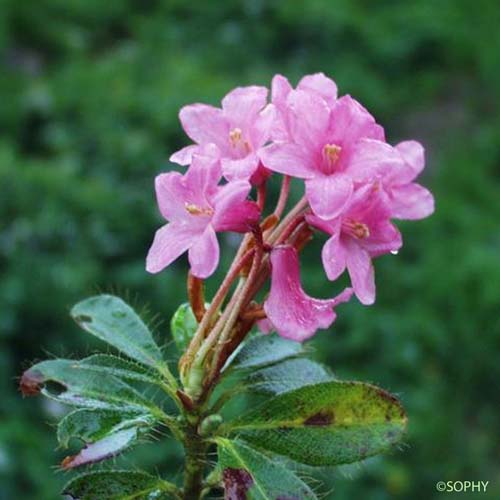 Rhododendron cilié - Rhododendron hirsutum