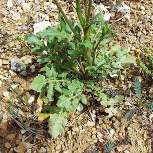 Roquette cultivée - Eruca vesicaria