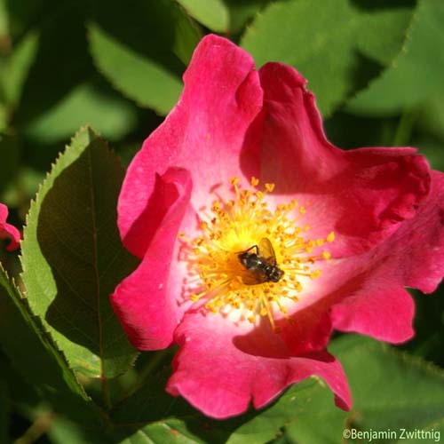Rosier de Provins - Rosa gallica