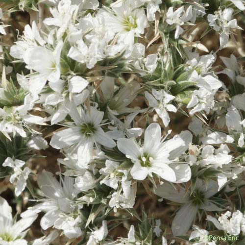 Sabline à fleurs agrégées - Arenaria aggregata subsp. aggregata