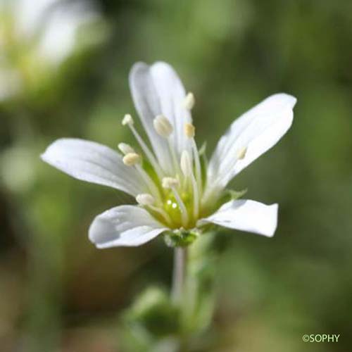 Sabline à grandes fleurs - Arenaria grandiflora subsp. grandiflora