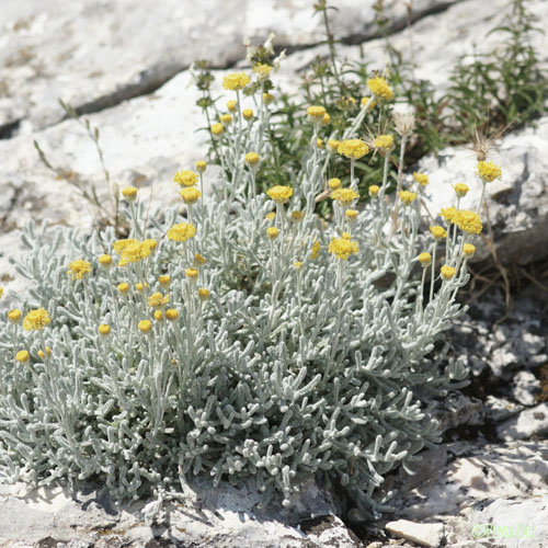 Santoline petit-cyprès - Santolina chamaecyparissus