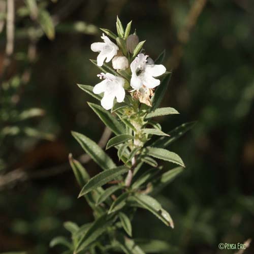 Sarriette des montagnes  - Satureja montana subsp. montana