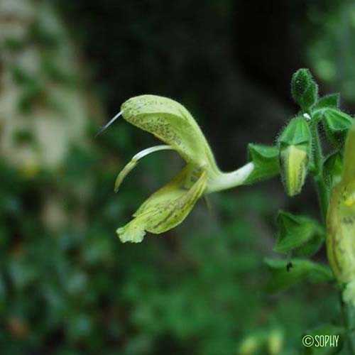 Sauge glutineuse - Salvia glutinosa