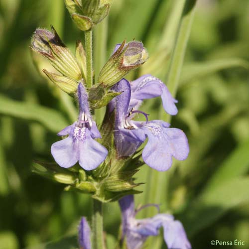 Sauge officinale - Salvia officinalis subsp. officinalis