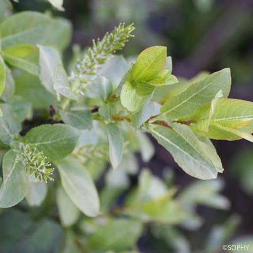 Saule à dents courtes - Salix breviserrata