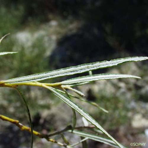 Saule à feuilles cotonneuses - Salix eleagnos