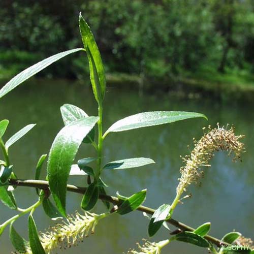 Saule cassant - Salix fragilis