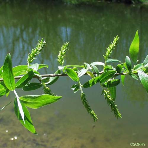 Saule cassant - Salix fragilis