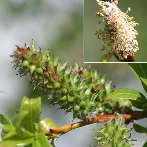 Saule faux Daphné - Salix daphnoides