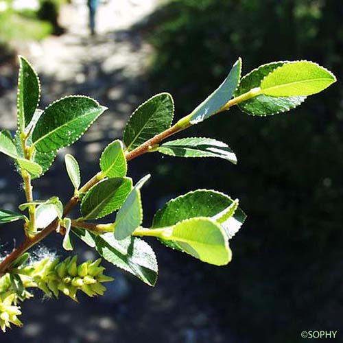 Saule fétide - Salix foetida