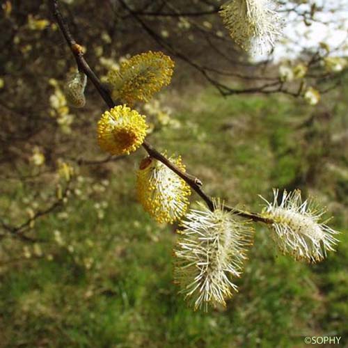 Saule Marsault - Salix caprea