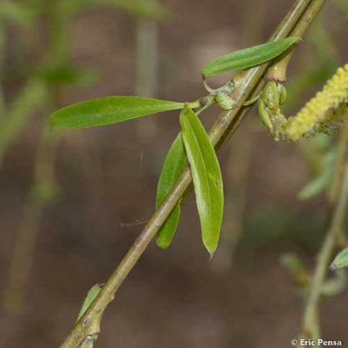 Saule pleureur - Salix babylonica