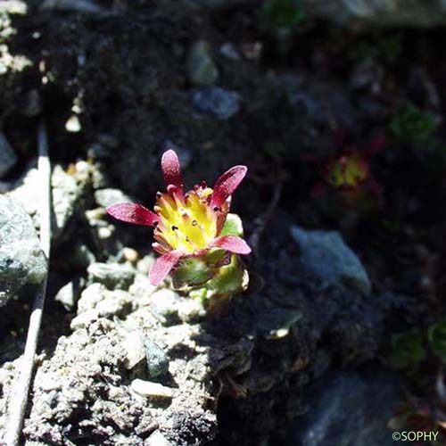 Saxifrage à deux fleurs - Saxifraga biflora