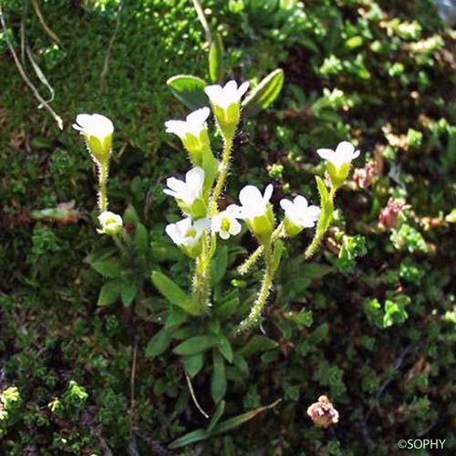 Saxifrage Androsace - Saxifraga androsacea
