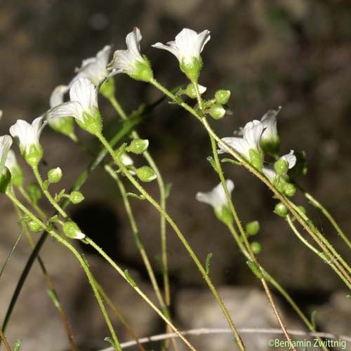 Saxifrage bleue - Saxifraga caesia