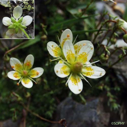 Saxifrage d'Auvergne - Saxifraga bryoides