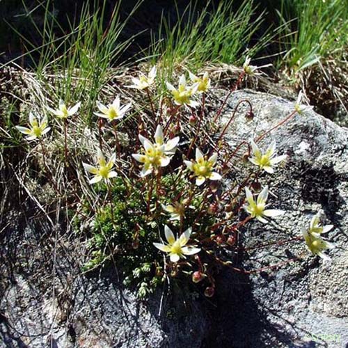 Saxifrage d'Auvergne - Saxifraga bryoides
