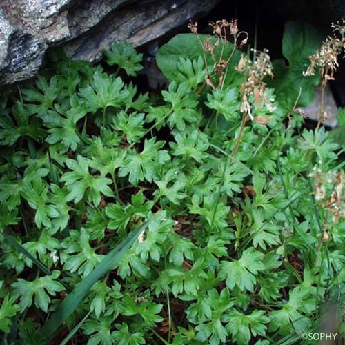 Saxifrage faux Géranium - Saxifraga geranioides