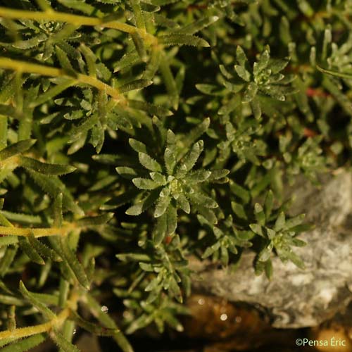 Saxifrage faux Orpin - Saxifraga aizoides
