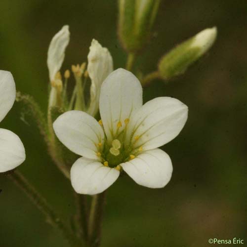 Saxifrage granulée - Saxifraga granulata