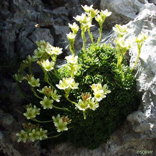 Saxifrage sillonée - Saxifraga exarata