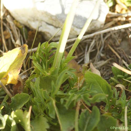 Scabieuse luisante - Scabiosa lucida subsp. lucida
