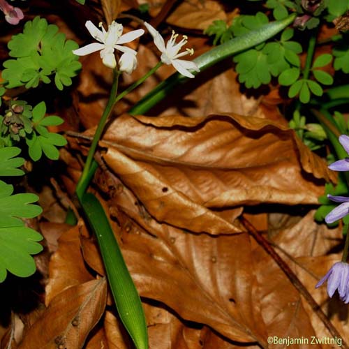 Scille à deux feuilles - Scilla bifolia
