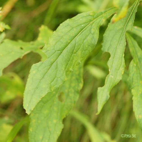 Séneçon ovale - Senecio ovatus subsp. ovatus